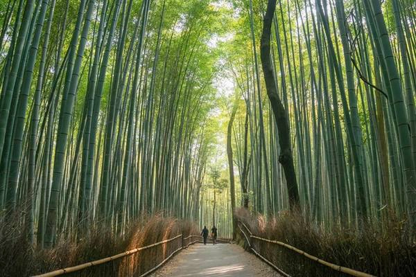 Nakasendo Con đường Nakasendo nổi tiếng với nhiều di sản văn hóa và thiên nhiên, chạy qua các vùng như Kyoto, Shiga, Gifu và Nagano. Đây là tuyến đường mà nhiều vị tướng Nhật Bản đã di chuyển trong những chiến dịch quân sự, với tổng chiều dài hơn 533 km, chia thành 67 chặng nhỏ. Bạn có thể sử dụng phương tiện công cộng để giảm thời gian đi lại hoặc đi bộ rồi dừng chân tại những thị trấn cổ để cảm nhận được không khí và nét đẹp xưa cũ của Nhật Bản. Ảnh: macsadventure