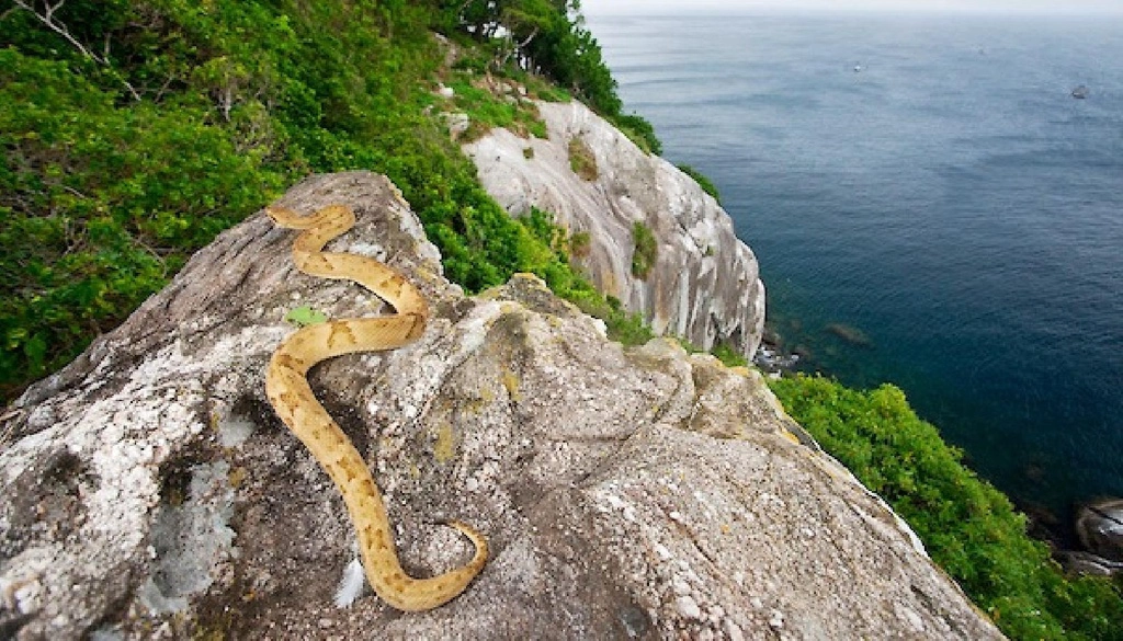 Đảo Ilha da Queimada Grande (Brazil): Nằm lẻ loi phía Nam Đại Tây Dương, nơi đây được biết đến là điểm trú ngụ của gần 400.000 con rắn, một số loài có nọc độc chết người. Tuy nhiên, hòn đảo lại sở hữu vẻ đẹp yên bình, gồm nhiều cảnh quan thiên nhiên độc đáo. Ngoại trừ những nhà sinh vật học hay người canh gác ngọn hải đăng, không có bất cứ ai sinh sống hoặc dám đặt chân tới vùng đất nguy hiểm này. Ảnh: Roaring earth.