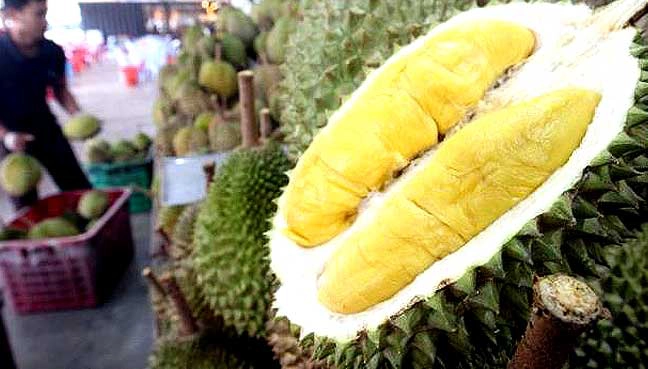 Điều thú vị là ở Singapore, có nhiều của hàng bán sầu riêng ăn tại chỗ. Xung quanh chỗ bán có bày biện cả bàn ghế, bao tay nilon cho khách sử dụng. Khách đến ăn sau khi chọn được quả ưng ý, chỉ việc ngồi vào bàn, nhân viên sẽ bổ sầu và mang đến tận nơi. Điều thú vị là ở Singapore, có nhiều của hàng bán sầu riêng ăn tại chỗ. Xung quanh chỗ bán có bày biện cả bàn ghế, bao tay nilon cho khách sử dụng. Khách đến ăn sau khi chọn được quả ưng ý, chỉ việc ngồi vào bàn, nhân viên sẽ bổ sầu và mang đến tận nơi.