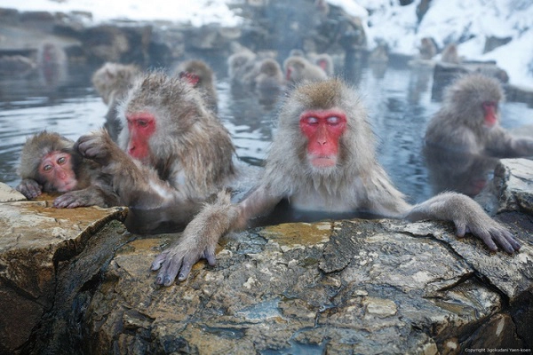 Ảnh: Jigokudani Ảnh: Jigokudani
