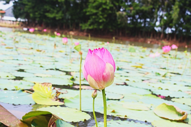 Thuyền là phương tiện duy nhất để bạn khám phá búng. Ngoài chiêm ngưỡng vẻ đẹp của hồ, bạn có thể tìm hiểm và khám phá cuộc sống của người Chăm nơi đây. Ảnh: An Huỳnh. Thuyền là phương tiện duy nhất để bạn khám phá búng. Ngoài chiêm ngưỡng vẻ đẹp của hồ, bạn có thể tìm hiểm và khám phá cuộc sống của người Chăm nơi đây. Ảnh: An Huỳnh.