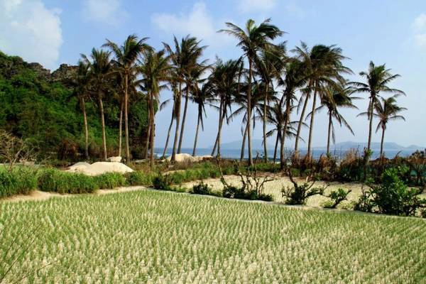 Ảnh: FB Lý Sơn Island Ảnh: FB Lý Sơn Island