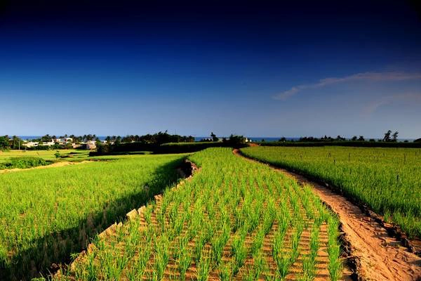 Ảnh: panoramio.com Ảnh: panoramio.com
