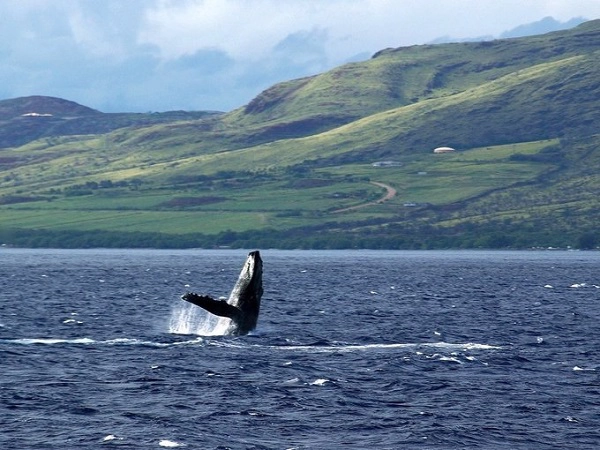 Ngắm cá voi ở Hawaii, Mỹ Các hoạt động mùa đông không hoàn toàn chỉ diễn ra trong giá lạnh. Với du khách tới Hawaii, khoảng tháng 1 đến tháng 3 cũng là thời điểm đẹp để ngắm cá voi. Đây là mùa cá voi bơi qua vùng biển bắc Thái Bình Dương, cá voi lưng gù sẽ di cư từ phía Alaska tới khu vực Hawaii để tìm vùng nước ấm áp hơn. Tour ngắm cá voi có thể kèm cả ngắm bình minh hoặc hoàng hôn, cùng những nhiếp ảnh gia chuyên chụp thế giới hoang dã. Ảnh: Flickr. Ngắm cá voi ở Hawaii, Mỹ Các hoạt động mùa đông không hoàn toàn chỉ diễn ra trong giá lạnh. Với du khách tới Hawaii, khoảng tháng 1 đến tháng 3 cũng là thời điểm đẹp để ngắm cá voi. Đây là mùa cá voi bơi qua vùng biển bắc Thái Bình Dương, cá voi lưng gù sẽ di cư từ phía Alaska tới khu vực Hawaii để tìm vùng nước ấm áp hơn. Tour ngắm cá voi có thể kèm cả ngắm bình minh hoặc hoàng hôn, cùng những nhiếp ảnh gia chuyên chụp thế giới hoang dã. Ảnh: Flickr.