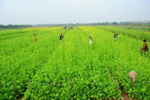 Tháng 12 là lúc phố phường Hà Nội tràn ngập những xe bán hàng rong chở đầy cúc họa mi, hoa cánh bướm, cúc vàng... Với nhiều bạn trẻ, đây là thời điểm thích hợp để có những bộ ảnh tuyệt đẹp với cả loài hoa dân dã như hoa cải vàng. Ảnh: trave5 Tháng 12 là lúc phố phường Hà Nội tràn ngập những xe bán hàng rong chở đầy cúc họa mi, hoa cánh bướm, cúc vàng... Với nhiều bạn trẻ, đây là thời điểm thích hợp để có những bộ ảnh tuyệt đẹp với cả loài hoa dân dã như hoa cải vàng. Ảnh: trave5