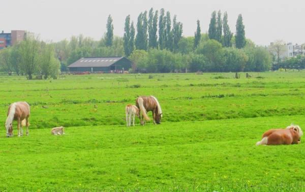 Đến làng Kinderdijk, bạn nên thuê xe đạp để tham quan, dạo quanh những con đường ngoằn nghèo, uốn khúc, tận hưởng khung cảnh bình yên, mộc mạc này. Đến làng Kinderdijk, bạn nên thuê xe đạp để tham quan, dạo quanh những con đường ngoằn nghèo, uốn khúc, tận hưởng khung cảnh bình yên, mộc mạc này.