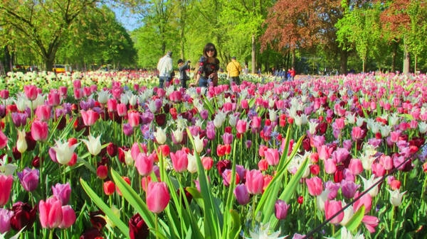 5. Ngây ngất trước vườn hoa lớn nhất thế giới Keukenhof: Cách thủ đô Amsterdam 30 km về hướng tây nam, KeuKenhof trải dài trên khuôn đất rộng 30 ha là nơi hàng nghìn loài hoa trong đó có loài tulip - biểu tượng của đất nước Hà Lan xinh đẹp ngự trị. 5. Ngây ngất trước vườn hoa lớn nhất thế giới Keukenhof: Cách thủ đô Amsterdam 30 km về hướng tây nam, KeuKenhof trải dài trên khuôn đất rộng 30 ha là nơi hàng nghìn loài hoa trong đó có loài tulip - biểu tượng của đất nước Hà Lan xinh đẹp ngự trị.