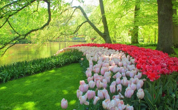 Tulip có gốc Thổ Nhĩ Kỳ nhưng lại nổi tiếng và rực rỡ nhất ở đất nước Hà Lan với vườn hoa Keukennhof. Hàng năm, Keukenhof chỉ mở cửa 2 tháng với hơn 7 triệu bông hoa tulip được trồng chỉ để phục vụ khách du lịch. Tulip có gốc Thổ Nhĩ Kỳ nhưng lại nổi tiếng và rực rỡ nhất ở đất nước Hà Lan với vườn hoa Keukennhof. Hàng năm, Keukenhof chỉ mở cửa 2 tháng với hơn 7 triệu bông hoa tulip được trồng chỉ để phục vụ khách du lịch.