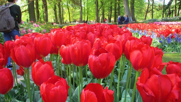 Với vẻ đẹp rực rỡ, Vườn Keukenhof xứng đáng với giải “Điểm đến hấp dẫn nhất châu Âu” đã được Hiệp hội du lịch thế giới trao tặng. Với vẻ đẹp rực rỡ, Vườn Keukenhof xứng đáng với giải “Điểm đến hấp dẫn nhất châu Âu” đã được Hiệp hội du lịch thế giới trao tặng.