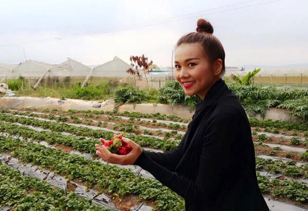  Siêu mẫu Thanh Hằng hào hứng đi hái dâu khi đến Đà Lạt. 