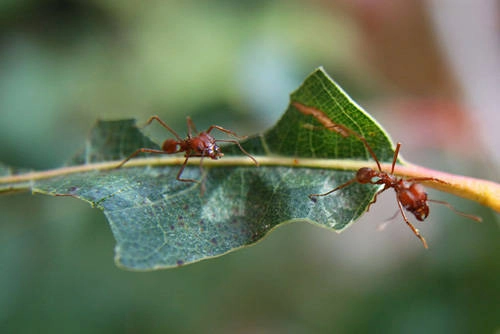 Một lựa chọn thú vị khác để thử món ăn đặc biệt này chính là đất nước chùa tháp Campuchia.