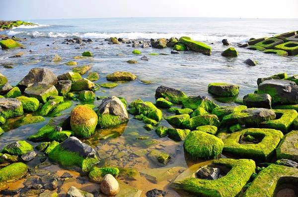 Bãi rêu Xóm Rớ thuộc phường Phú Đông, thành phố Tuy Hòa, tỉnh Phú Yên. Với những tảng đá bê tông thô kệch nằm chìm dưới nước biển nay mọc lên từng đám rêu xanh đã hút hồn du khách và các bạn trẻ. Màu rêu xanh ngắt bám chặt vào đá, và càng đẹp hơn khi từng con sóng vỗ vào bờ hòa quyện thêm màu ánh bạc của nước biển. Du khách đừng quên ghi lại những khoảnh khắc có một không hai này. Bãi rêu Xóm Rớ thuộc phường Phú Đông, thành phố Tuy Hòa, tỉnh Phú Yên. Với những tảng đá bê tông thô kệch nằm chìm dưới nước biển nay mọc lên từng đám rêu xanh đã hút hồn du khách và các bạn trẻ. Màu rêu xanh ngắt bám chặt vào đá, và càng đẹp hơn khi từng con sóng vỗ vào bờ hòa quyện thêm màu ánh bạc của nước biển. Du khách đừng quên ghi lại những khoảnh khắc có một không hai này.