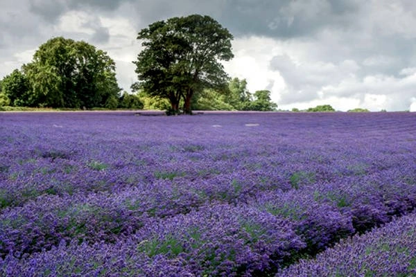Hoa lavender tím ngắt ở Banstead, Anh. Hoa lavender tím ngắt ở Banstead, Anh.