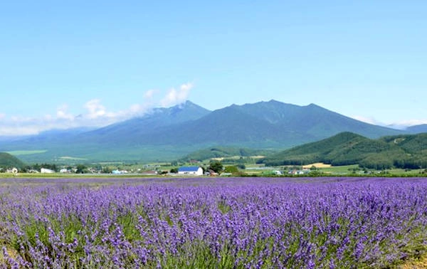Một góc trang trại Furano tại Hokkaido, Nhật Bản. Một góc trang trại Furano tại Hokkaido, Nhật Bản.