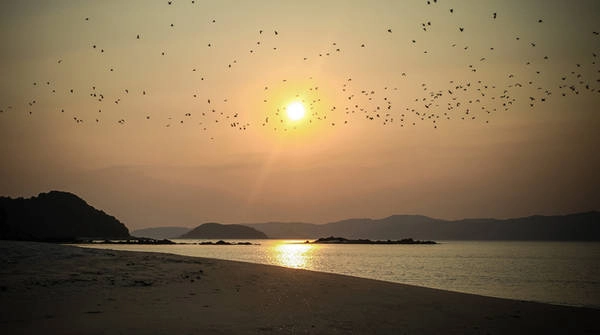 Hàng nghìn con chim bay qua ánh mặt trời lúc bình minh trên đảo Cô Tô con. Ảnh: Trung Jones Hàng nghìn con chim bay qua ánh mặt trời lúc bình minh trên đảo Cô Tô con. Ảnh: Trung Jones