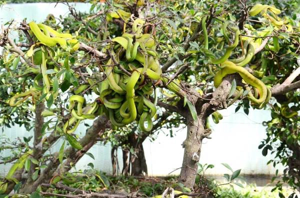 Trại rắn Đồng Tâm được xem là một trong những trại nuôi rắn lớn nhất Việt Nam. Ảnh: ST Trại rắn Đồng Tâm được xem là một trong những trại nuôi rắn lớn nhất Việt Nam. Ảnh: ST