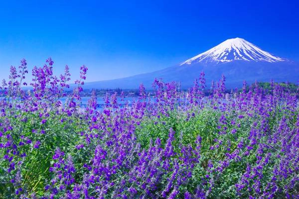 Ảnh: Zekkei-japan.jp Ảnh: Zekkei-japan.jp