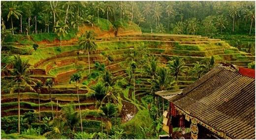 Đảo Bali mà rẻ thì nghe có vẻ kì lạ, nhưng thật sự là không chỉ bạn được thư giãn mà chiếc ví của bạn cũng không phải lo lắng gì Đảo Bali mà rẻ thì nghe có vẻ kì lạ, nhưng thật sự là không chỉ bạn được thư giãn mà chiếc ví của bạn cũng không phải lo lắng gì