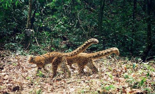 <strong>Khu bảo tồn sinh học quốc gia Nam Et Phou Louey: </strong> Nằm ở phía Đông Bắc Lào, đây là nơi bảo tồn rất nhiều loại động vật quý hiếm đang gặp nguy hiểm như hổ, hươu Sambar, vượn đen má trắng, bò rừng... Nam Et Phou Louey rộng khoảng 4.229 km<sup>2</sup> bao phủ 3 tỉnh. Tại khu Nam Nern Night Safari trong khu bảo tồn có các hoạt động thú vị như quan sát chim, lần theo dấu các con vật hoang dã trong đêm, tìm hiểu cây thuốc hay đi bộ đường dài... <strong>Khu bảo tồn sinh học quốc gia Nam Et Phou Louey: </strong> Nằm ở phía Đông Bắc Lào, đây là nơi bảo tồn rất nhiều loại động vật quý hiếm đang gặp nguy hiểm như hổ, hươu Sambar, vượn đen má trắng, bò rừng... Nam Et Phou Louey rộng khoảng 4.229 km<sup>2</sup> bao phủ 3 tỉnh. Tại khu Nam Nern Night Safari trong khu bảo tồn có các hoạt động thú vị như quan sát chim, lần theo dấu các con vật hoang dã trong đêm, tìm hiểu cây thuốc hay đi bộ đường dài...