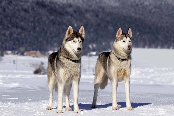 Siberian husky là một trong những giống chó được yêu thích nhất trên mạng xã hội nhờ vẻ ngoài xinh đẹp và thông minh. Chúng có nguồn gốc từ Siberia, được giao nhiệm vụ kéo xe đường dài trong điều kiện lạnh giá. Du khách khi đến Siberia có thể bắt gặp giống chó này ở bất kỳ đâu. Siberian husky là một trong những giống chó được yêu thích nhất trên mạng xã hội nhờ vẻ ngoài xinh đẹp và thông minh. Chúng có nguồn gốc từ Siberia, được giao nhiệm vụ kéo xe đường dài trong điều kiện lạnh giá. Du khách khi đến Siberia có thể bắt gặp giống chó này ở bất kỳ đâu.