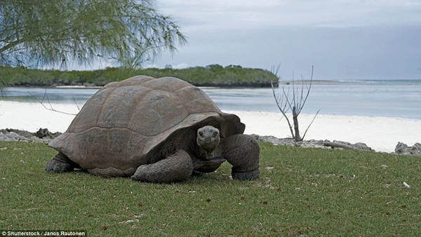 Đảo san hô Aldabra, Seychelles - Ảnh: Shutterstock Đảo san hô Aldabra, Seychelles - Ảnh: Shutterstock