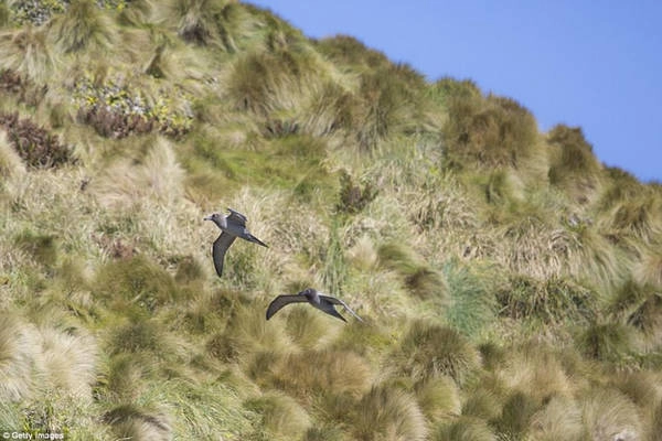 Quần đảo Antipodes, New Zealand - Ảnh: Getty Images Quần đảo Antipodes, New Zealand - Ảnh: Getty Images