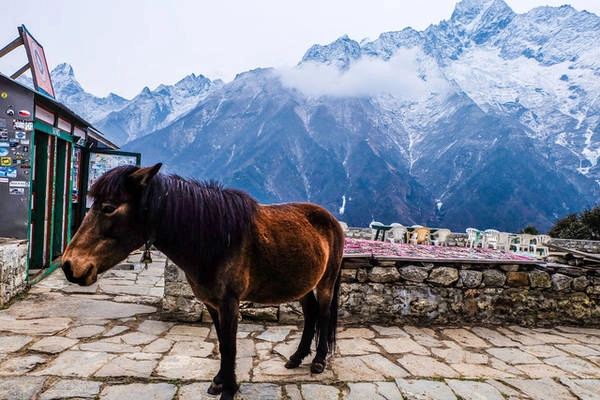 8-luu-y-cho-mot-chuyen-trekking-o-himalaya-ivivu-5