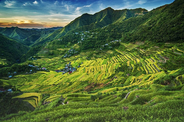 Ruộng bậc thang kỳ vĩ của Banaue. Ảnh: trekkingwonderland.com