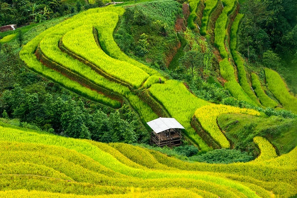 Những thửa ruộng bậc thang ở Hoàng Su Phì, Hà Giang, Việt Nam.