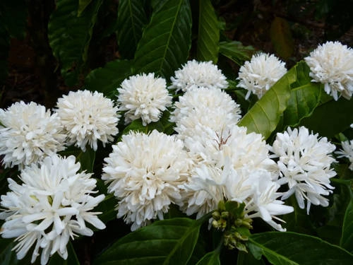 Những ngày tháng ba, cả đất trời Tây Nguyên thơm hương hoa cà phê. Ảnh: Ngoisao Những ngày tháng ba, cả đất trời Tây Nguyên thơm hương hoa cà phê. Ảnh: Ngoisao
