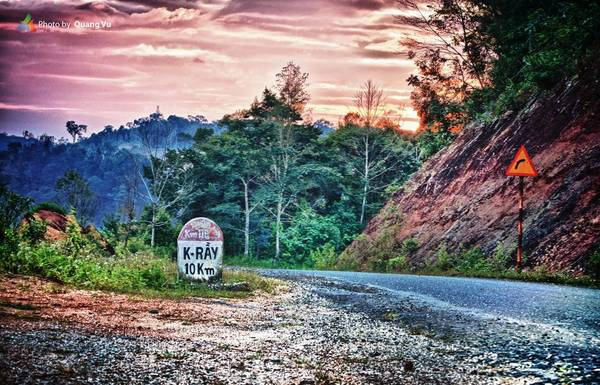 Đường lên Măng Đen, thông reo vẫy gọi. Ảnh: Quang Vũ Đường lên Măng Đen, thông reo vẫy gọi. Ảnh: Quang Vũ