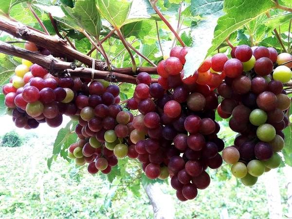 Ảnh: Thuỳ Dương