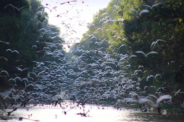 Vườn quốc gia Tràm Chim: Hàng năm mỗi khi con nước tràn về, Tràm Chim lại khoác lên mình tấm áo mới đầy sắc màu cùng vũ điệu rực rỡ của thiên nhiên. Thay vì chọn lúc bình minh như đại đa số, bạn có thể bắt đầu hành trình khám phá vào lúc buổi chiều để tận hưởng những khung cảnh tuyệt diệu. Ngoài ra, mùa nước nổi cũng là lúc những cánh đồng sen ở Đồng Tháp nở rộ khắp nơi nên đi ghe vào giữa đồng sen để có thể cảm nhận được trọn vẹn vẻ đẹp giữa đồng sen bao la nơi đây. Ảnh: Quỷ Cốc Tử