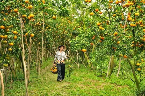 Vườn quýt Lai Vung: Đến xã Long Hậu, Tân Phước, Tân Thành, huyện Lai Vung, bạn sẽ như lạc vào một thiên đường quýt hồng. Từ hơn 100 năm trước, quýt hồng đã được trồng ở xứ này. Nhờ khí hậu, nước, đất phù hợp, quýt hồng nơi đây luôn cho nhiều trái to, tròn, mọng nước hơn quýt những vùng khác. Vào những dịp cuối năm là mùa quýt nở rộ, du khách có thể ghé những nhà vườn tại đây để trải nghiệm cảm giác được làm nông dân thu hoạch quýt. Ảnh: dailytravelvietnam.com