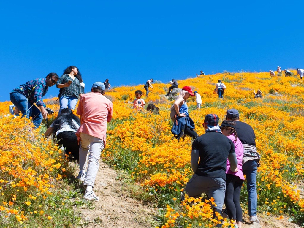 1. Thị trấn hồ Elsinore, California, Mỹ: Thị trấn hồ Elsinore nằm cách Los Angeles 100 km về hướng đông. Sau khi những cơn mưa lớn đổ xuống, cả thị trấn thay đổi rực rỡ với rừng hoa trải dài bát ngát. Chỉ trong vài ngày cuối tuần, 66.000 người đã kéo tới chụp ảnh gây tắc nghẽn, đồng thời giẫm nát hoa khiến nơi đây buộc phải đóng cửa vô thời hạn.