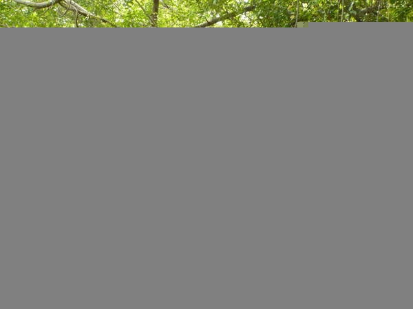 Cầu treo vào buôn. Ảnh: bestprice