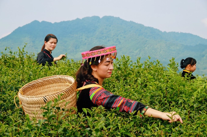 Đồn điền chè Kolia  Đồn điền chè Kolia nằm tại Phia Đén, xã Thành Công, huyện Nguyên Bình. Nằm ở độ cao hơn 1.300 m so với mực nước biển, nơi đây có khí hậu mát mẻ và trong lành. Du khách có thể chiêm ngưỡng khung cảnh núi non hùng vĩ, trập trùng trong màn sương mờ ảo. Cũng từ đây, thương hiệu trà Phia Đén dần được xây dựng và có mặt trên thị trường.  Du khách có thể nghỉ chân tại khu du lịch sinh thái Kolia, thưởng thức những món ăn chế biến từ nông sản được trồng tại chỗ.