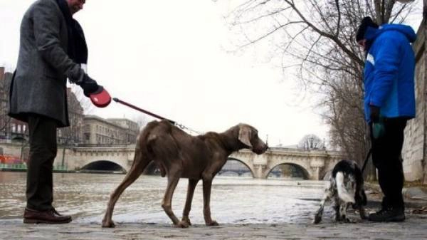 Một trong những "thủ phạm" khiến đường phố Paris hôi hám và bẩn thỉu. 