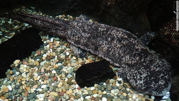 Loài Kỳ nhông khổng lồ Trung Quốc (Chinese Giant Salamander)