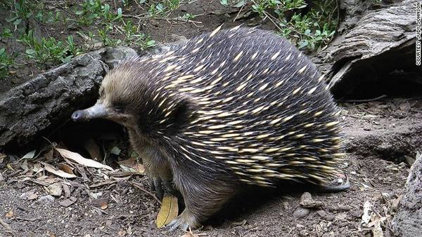 Loài thú lông nhím mỏ dài (Long-beaked echidna), Papua New Guinea