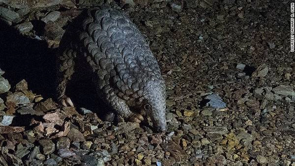 Loài tê tê (Pangolin), Trung Quốc