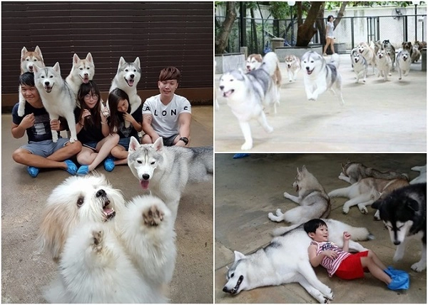 TrueLove at Neverland là thiên đường của fan Husky Sibir. Hàng chục chú chó được tắm rửa sạch sẽ, thơm tho, mến khách chắc chắn sẽ làm bạn xao xuyến. Đến đây, bạn được yêu cầu phải rửa tay sạch sẽ, chân mang bọc nilon để đảm bảo vệ sinh. Nên tới sớm ít nhất một tiếng rưỡi vì quán rất đông do mỗi ngày, khách chỉ được phép chơi với thú cưng 2 lần, mỗi lần 1 tiếng vào lúc 12h30 và 15h30. Giá vé: 350 baht/người (khoảng 245.000 đồng) bao gồm 1 ly nước và 1 phần bánh ngọt. Địa chỉ: 153 Soi Ari Samphan 2, Samsen Nai, Phaya Thai, Bangkok. TrueLove at Neverland là thiên đường của fan Husky Sibir. Hàng chục chú chó được tắm rửa sạch sẽ, thơm tho, mến khách chắc chắn sẽ làm bạn xao xuyến. Đến đây, bạn được yêu cầu phải rửa tay sạch sẽ, chân mang bọc nilon để đảm bảo vệ sinh. Nên tới sớm ít nhất một tiếng rưỡi vì quán rất đông do mỗi ngày, khách chỉ được phép chơi với thú cưng 2 lần, mỗi lần 1 tiếng vào lúc 12h30 và 15h30. Giá vé: 350 baht/người (khoảng 245.000 đồng) bao gồm 1 ly nước và 1 phần bánh ngọt. Địa chỉ: 153 Soi Ari Samphan 2, Samsen Nai, Phaya Thai, Bangkok.