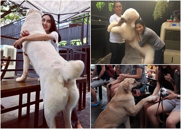 Big Dog Cafe là nơi chứng minh rằng không phải chú cho to nào cũng đáng sợ. Bạn có thể tự tin chơi đùa với hơn 20 chú chó Alaska, Chow Chow... cỡ bự mà không phải e dè bởi chúng chỉ như những đứa trẻ khổng lồ. Giống nhiều quán cà phê thú cưng khác, bạn được chơi với chó vào những khoảng thời gian nhất định trong ngày. Vào cổng 199 baht/người (khoảng 140.000 đồng/người) kèm một phần nước uống. Địa chỉ: 82 Soi Ratchadaphisek 10, Lane 7, Khwaeng Huai Khwang, Khet Huai Khwang, Krung Thep Maha Nakhon, Thái Lan. Big Dog Cafe là nơi chứng minh rằng không phải chú cho to nào cũng đáng sợ. Bạn có thể tự tin chơi đùa với hơn 20 chú chó Alaska, Chow Chow... cỡ bự mà không phải e dè bởi chúng chỉ như những đứa trẻ khổng lồ. Giống nhiều quán cà phê thú cưng khác, bạn được chơi với chó vào những khoảng thời gian nhất định trong ngày. Vào cổng 199 baht/người (khoảng 140.000 đồng/người) kèm một phần nước uống. Địa chỉ: 82 Soi Ratchadaphisek 10, Lane 7, Khwaeng Huai Khwang, Khet Huai Khwang, Krung Thep Maha Nakhon, Thái Lan.
