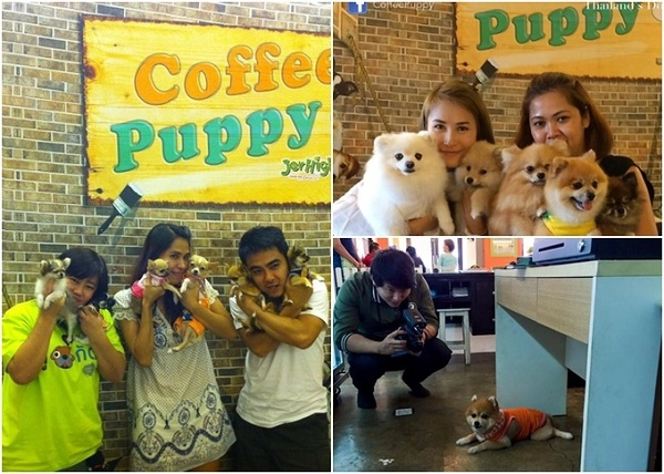 Đặc biệt, khách có thể mang thú cưng của mình đến Coffee & Puppy chơi cùng các em chó nhỏ xíu, đáng yêu tại đây. Bên cạnh phục vụ đồ uống và thức ăn cho khách, quán còn sẵn sàng phục vụ "bé yêu" của bạn. Nên đặt chỗ trước ít nhất một ngày để được phục vụ tốt hơn. Địa chỉ: 36/4 Chaeng Watthana Road Bangkok, Thái Lan. Đặc biệt, khách có thể mang thú cưng của mình đến Coffee & Puppy chơi cùng các em chó nhỏ xíu, đáng yêu tại đây. Bên cạnh phục vụ đồ uống và thức ăn cho khách, quán còn sẵn sàng phục vụ "bé yêu" của bạn. Nên đặt chỗ trước ít nhất một ngày để được phục vụ tốt hơn. Địa chỉ: 36/4 Chaeng Watthana Road Bangkok, Thái Lan.