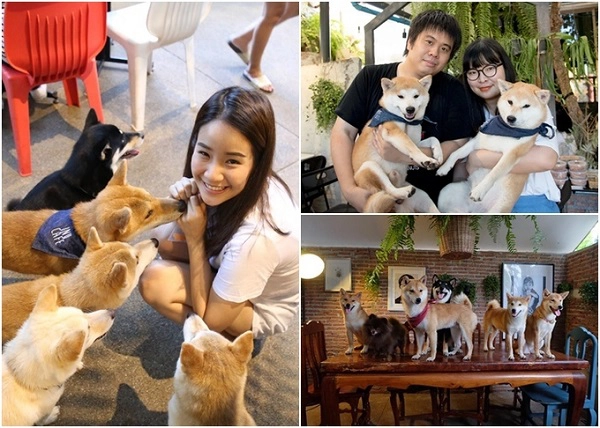 Inu Cafe hút khách bởi dàn "phục vụ" là những chú Shiba đến từ Nhật Bản không chê vào đâu được. Quán cà phê tuy nhỏ, tận dụng khoảng sân nhà làm không gian kinh doanh và chắc chắn bạn sẽ hài lòng bởi thực đơn khá ổn. Không tốn tiền vé vào cửa, nhưng quán tự động trừ mức phí 20 baht/hóa đơn (khoảng 14.000 đồng) sung vào quỹ nuôi những chú chó hoang. Địa chỉ: 10 21 8, Naebkehardt Rd, Hua Hin, Prachuap Khiri Khan, Thái Lan. Inu Cafe hút khách bởi dàn "phục vụ" là những chú Shiba đến từ Nhật Bản không chê vào đâu được. Quán cà phê tuy nhỏ, tận dụng khoảng sân nhà làm không gian kinh doanh và chắc chắn bạn sẽ hài lòng bởi thực đơn khá ổn. Không tốn tiền vé vào cửa, nhưng quán tự động trừ mức phí 20 baht/hóa đơn (khoảng 14.000 đồng) sung vào quỹ nuôi những chú chó hoang. Địa chỉ: 10 21 8, Naebkehardt Rd, Hua Hin, Prachuap Khiri Khan, Thái Lan.
