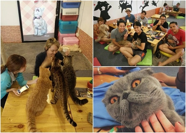D Cat cafe ở Hua Hin được thiết kế không gian mở, bàn ghế đơn giản, phần còn lại chủ yếu dành cho mèo thoải mái đùa giỡn. Menu phong phú với nhiều đồ uống khá ổn và bạn phải cẩn thận vì những chú mèo ở đây rất nghịch. Địa chỉ: 24/2 Karnchang Rd. Hua Hin, Thái Lan. D Cat cafe ở Hua Hin được thiết kế không gian mở, bàn ghế đơn giản, phần còn lại chủ yếu dành cho mèo thoải mái đùa giỡn. Menu phong phú với nhiều đồ uống khá ổn và bạn phải cẩn thận vì những chú mèo ở đây rất nghịch. Địa chỉ: 24/2 Karnchang Rd. Hua Hin, Thái Lan.