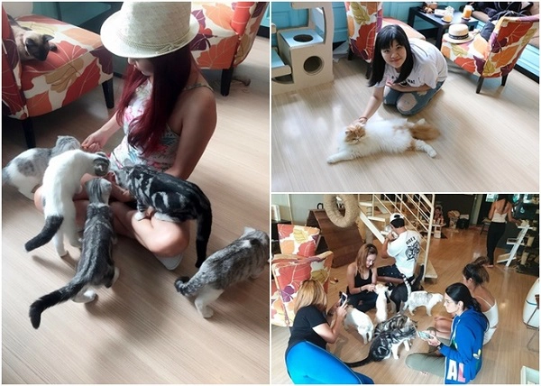 Các "hoàng thượng mèo" ú na ú nần ở B Cat cafe khá khó chịu với người lạ. Chủ quán cũng không cho phép ôm, bế các thú cưng mà phải để chúng chủ động. Bên ngoài phục vụ đồ ăn tây và bánh ngọt khá ổn cho thực khách lựa chọn. Địa chỉ: 33-34 Thepkasattri Road, Phuket, Thái Lan. Các "hoàng thượng mèo" ú na ú nần ở B Cat cafe khá khó chịu với người lạ. Chủ quán cũng không cho phép ôm, bế các thú cưng mà phải để chúng chủ động. Bên ngoài phục vụ đồ ăn tây và bánh ngọt khá ổn cho thực khách lựa chọn. Địa chỉ: 33-34 Thepkasattri Road, Phuket, Thái Lan.