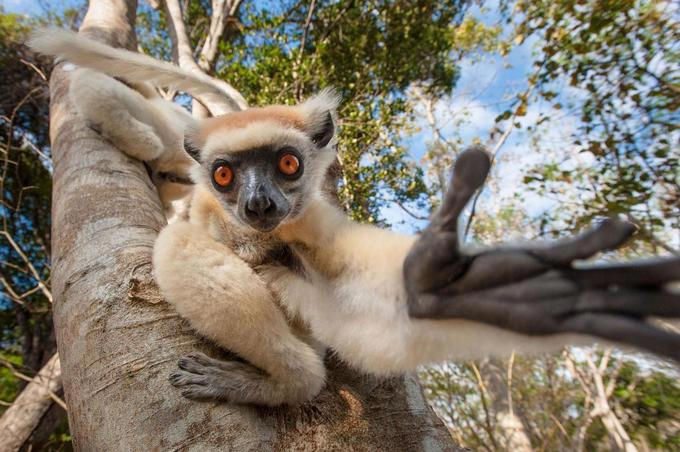 Tìm những đàn vượn cáo ở Madagasca Nếu bạn mơ ước được đi bộ với khỉ đột ở Uganda, đã đến lúc bạn thêm một chuyến tìm hiểu loài linh trưởng khác vào danh sách những hành trình trong mơ của bạn. Ngoài khơi bờ biển phía đông bắc của Madagascar có một hòn đảo tư nhân, gần với đảo Nosy Ankao. "Đó là một nơi mà tôi đứng ngoài hiên của villa và có thể phóng tầm mắt ra xa. Không có gì ngoài màn đêm và ánh sáng lấp lánh của hàng tỷ ngôi sao trên bầu trời", Mindy Roberts, chủ một căn villa cho thuê trên đảo, tiết lộ. Du khách được khám phá vùng đất của vượn cáo bằng trực thăng và thuyền. Máy bay sẽ hạ cánh trong khu bảo tồn Loky Manambato, nơi những con vật cư trú, từ đây bạn đi bộ để tiếp tục hành trình. Ảnh: Steve Bloom. Tìm những đàn vượn cáo ở Madagasca Nếu bạn mơ ước được đi bộ với khỉ đột ở Uganda, đã đến lúc bạn thêm một chuyến tìm hiểu loài linh trưởng khác vào danh sách những hành trình trong mơ của bạn. Ngoài khơi bờ biển phía đông bắc của Madagascar có một hòn đảo tư nhân, gần với đảo Nosy Ankao. "Đó là một nơi mà tôi đứng ngoài hiên của villa và có thể phóng tầm mắt ra xa. Không có gì ngoài màn đêm và ánh sáng lấp lánh của hàng tỷ ngôi sao trên bầu trời", Mindy Roberts, chủ một căn villa cho thuê trên đảo, tiết lộ. Du khách được khám phá vùng đất của vượn cáo bằng trực thăng và thuyền. Máy bay sẽ hạ cánh trong khu bảo tồn Loky Manambato, nơi những con vật cư trú, từ đây bạn đi bộ để tiếp tục hành trình. Ảnh: Steve Bloom.
