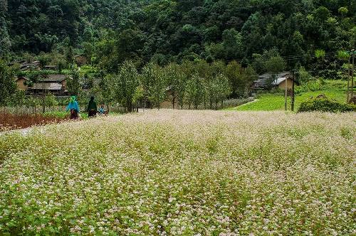 Tháng 10 bắt đầu cũng là thời điểm nở rộ của hoa tam giác mạch.