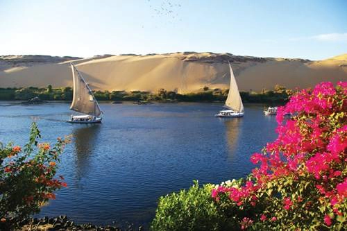 Hoa giấy bên sông Nile